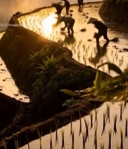  梯田农民日出时插秧画面5602#竖屏 	 