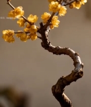  特写绽放的黄色梅花枝条2679#竖屏 	 