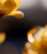  特写绽放的黄色梅花(1)2253#竖屏 	 