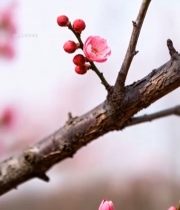  特写绽放的粉色梅花1856#竖屏 	 