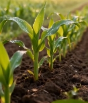  田间嫩绿玉米苗带露画面5770#竖屏 	 