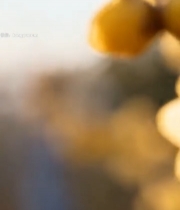  特写盛开黄色梅花素材2970#竖屏 	 