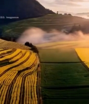  梯田油菜花日出风光6072#竖屏 	 