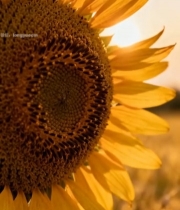  特写盛开向日葵自然画面2807#竖屏 	 