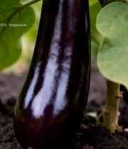  田间生长的紫茄子特写1115#竖屏 	 