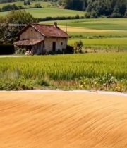  田间稻谷晾晒与农具画面7517#竖屏 	 