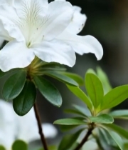  特写白色花朵绿植素材4305#竖屏 	 