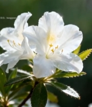  特写白色花朵自然风光素材6249#竖屏 	 