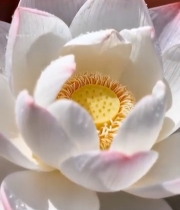  特写带水珠的白色荷花4202#竖屏 	 