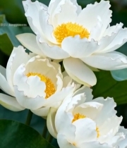  特写白色荷花5822#竖屏 	 