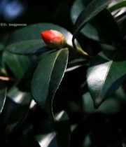  特写红色茶花苞与绿叶1636#竖屏 	 