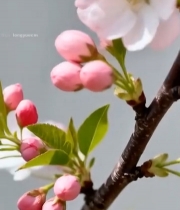  特写粉色樱花绽放枝头3474#竖屏 	 