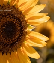  特写盛开的向日葵2062#竖屏 	 