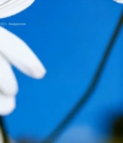  特写白色雏菊花朵素材953#竖屏 	 