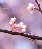  特写粉色桃花花枝1224#竖屏 	 