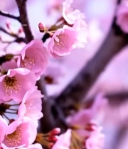  特写粉色樱花素材5144#竖屏 	 