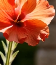  特写橙红色花卉5389#竖屏 	 