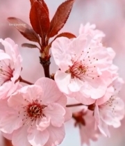  特写粉色樱花花卉2522#竖屏 	 