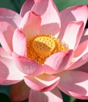  特写盛开的粉色荷花1210#竖屏 	 