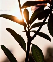  特写粉色杜鹃花(2)7203#竖屏 	 