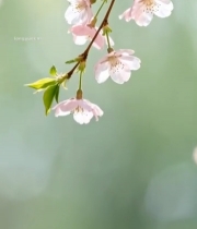  特写粉色樱花花枝4910#竖屏 	 