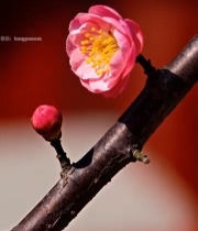  特写盛开的粉色梅花2910#竖屏 	 