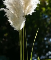  特写蒲苇植物素材1031#竖屏 	 