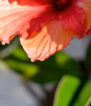  特写红色花朵素材4248#竖屏 	 