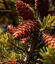  松树上的松果特写3987#竖屏 	 