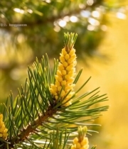  松树花朵枝叶特写1486#竖屏 	 