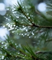  松枝上的雨滴特写(1)2342#竖屏 	 