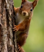  松鼠攀附树干特写1667#竖屏 	 