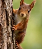  松鼠攀附树干特写(1)5460#竖屏 	 