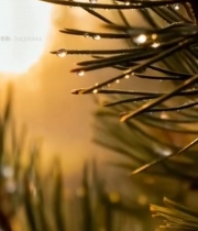  松针上的晶莹水滴特写6925#竖屏 	 