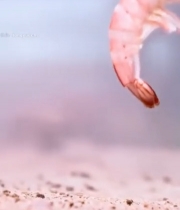  水中鲜活白虾特写镜头223#竖屏 	 