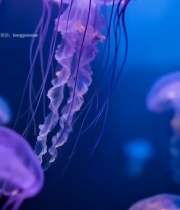  水族馆中游动的紫色水母2040#竖屏 	 