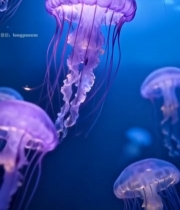  水族馆紫色水母游动画面4415#竖屏 	 