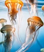  水族馆中游动的水母2638#竖屏 	 