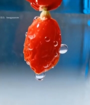  水中枸杞特写6813#竖屏 	 