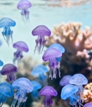  水族馆中游动的彩色水母(1)6259#竖屏 	 