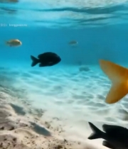  水中游动的多彩鱼类484#竖屏 	 