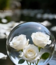  水中玻璃球内白玫瑰特写252#竖屏 	 