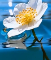  水中白色花朵特写素材6003#竖屏 	 