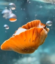  水中打开的扇贝特写3430#竖屏 	 