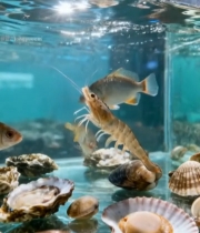  水族箱内鱼虾贝类特写25#竖屏 	 