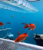  水下红色鱼类游动画面6857#竖屏 	 