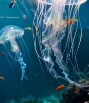  水母与热带鱼水中游动画面3521#竖屏 	 