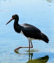  水鸟湿地漫步6698#竖屏 	 