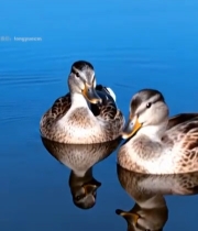  水面上的两只野鸭665#竖屏 	 