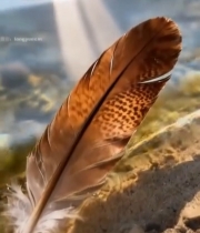  水边羽毛特写31#竖屏 	 